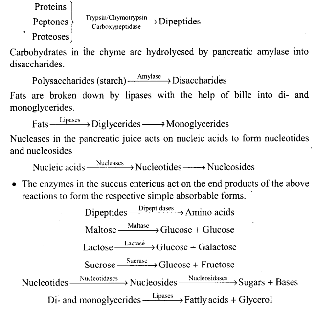 ncert-exemplar-problems-class-11-chapter-16-digestion-absorption-4