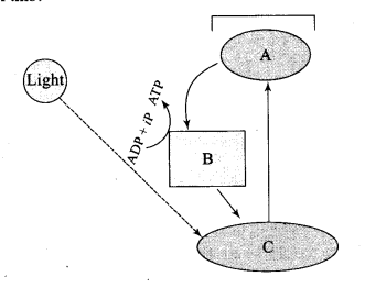ncert-exemplar-problems-class-11-chapter-13-photosynthesis-in-higher-plants-12
