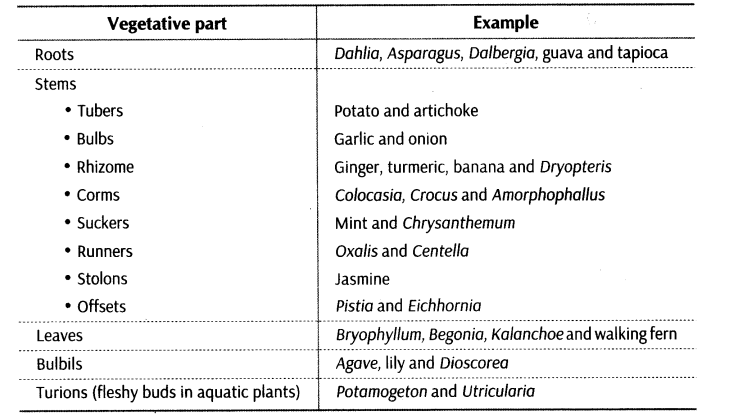 reproduction-in-organisms-cbse-notes-for-class-12-biology-5