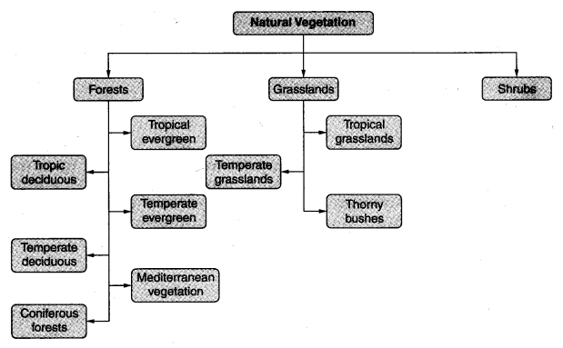 Natural Vegetation and Wild Life Class 7 Notes Geography Chapter 6 1