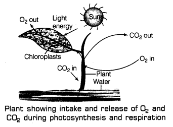 Respiration in Organisms Class 7 Notes Science Chapter 10 7