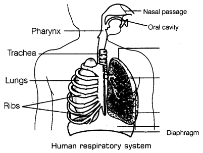 Respiration in Organisms Class 7 Notes Science Chapter 10 1