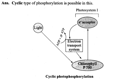 ncert-exemplar-problems-class-11-chapter-13-photosynthesis-in-higher-plants-13
