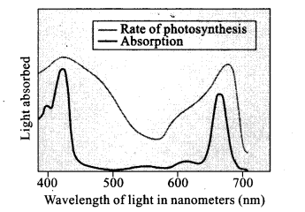 ncert-exemplar-problems-class-11-chapter-13-photosynthesis-in-higher-plants-11