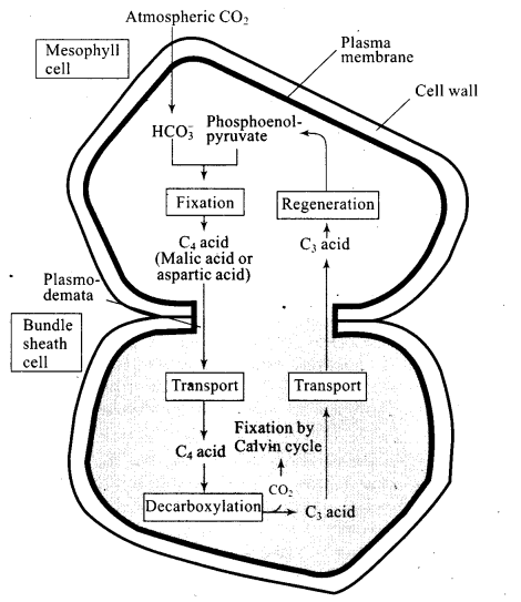 ncert-exemplar-problems-class-11-chapter-13-photosynthesis-in-higher-plants-8