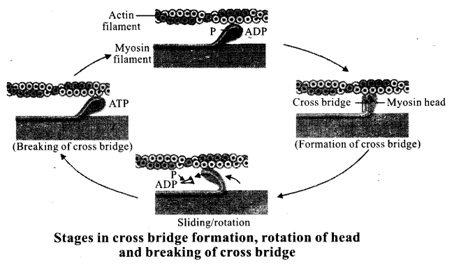 ncert-exemplar-problems-class-11-chapter-20-locomotion-and-movement-3
