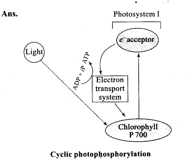 ncert-exemplar-problems-class-11-chapter-13-photosynthesis-in-higher-plants-7