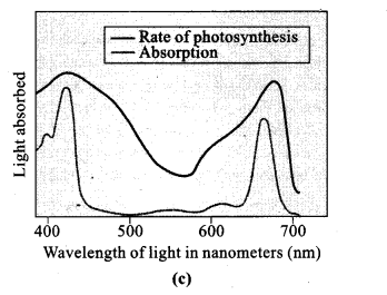 ncert-exemplar-problems-class-11-chapter-13-photosynthesis-in-higher-plants-10