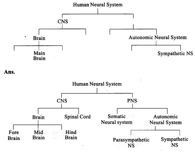 ncert-exemplar-problems-class-11-chapter-21-neural-control-coordination-2