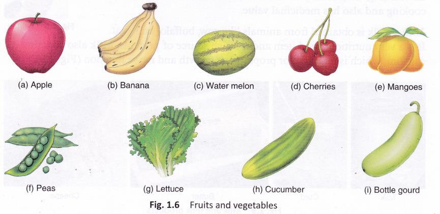 food-come-cbse-notes-class-6-science-7