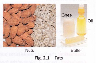 components-food-cbse-notes-class-6-science-3