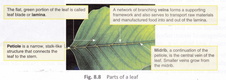 getting-know-plants-cbse-notes-class-6-science-9