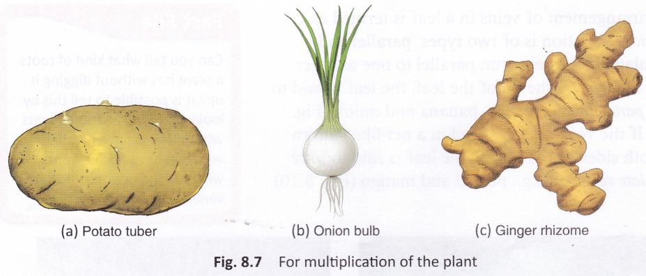 getting-know-plants-cbse-notes-class-6-science-8