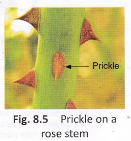 getting-know-plants-cbse-notes-class-6-science-6