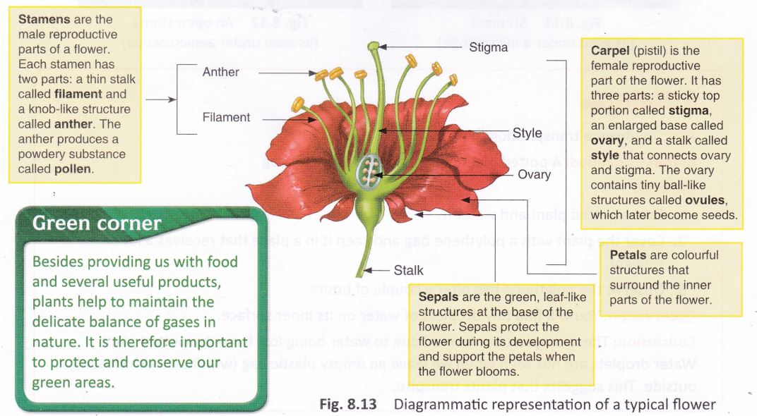 getting-know-plants-cbse-notes-class-6-science-13