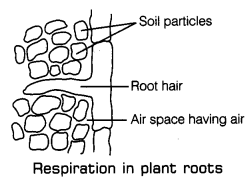 Respiration in Organisms Class 7 Notes Science Chapter 10 6