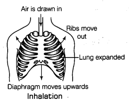 Respiration in Organisms Class 7 Notes Science Chapter 10 2