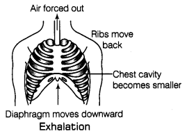 Respiration in Organisms Class 7 Notes Science Chapter 10 3