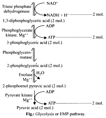 NCERT Solutions For Class 11 Biology Respiration in Plants Q4.1
