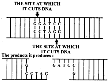NCERT Solutions For Class 12 Biology Biotechnology Principles And Processes Q2