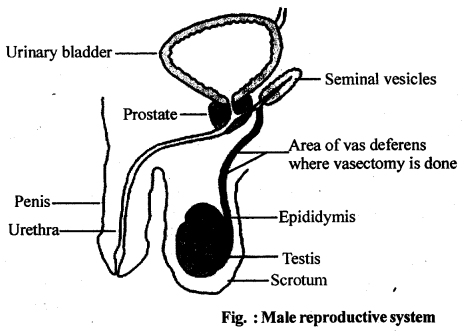 NCERT Solutions For Class 12 Biology Human Reproduction Q2