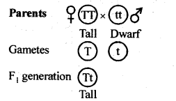 NCERT Solutions For Class 12 Biology Principles of Inheritance and Variation Q4