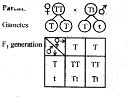 NCERT Solutions For Class 12 Biology Principles of Inheritance and Variation Q6