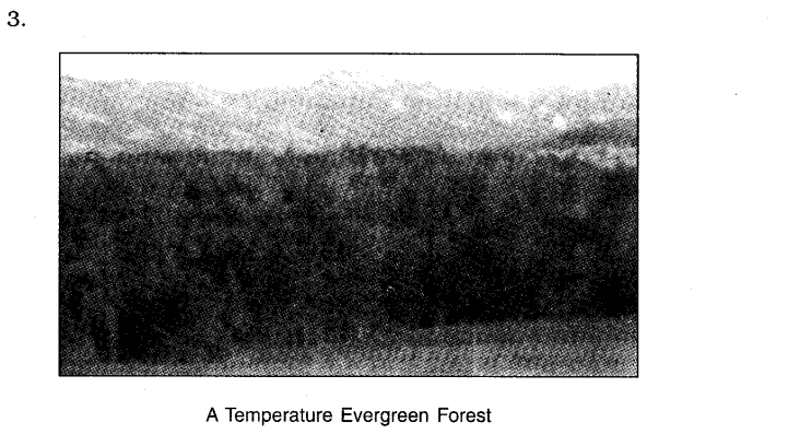 NCERT Solutions For Class 7 Geography Social Science Chapter 6 Natural Vegetation and Wildlife Q5.2