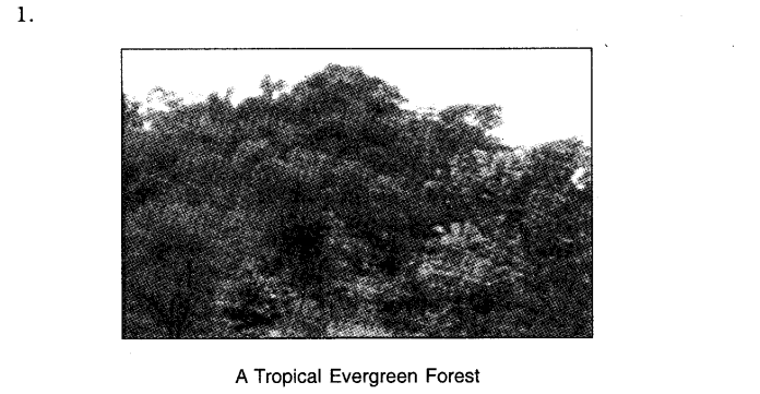 NCERT Solutions For Class 7 Geography Social Science Chapter 6 Natural Vegetation and Wildlife Q5