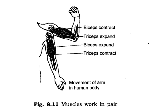 NCERT Solutions for Class 6 Science Chapter 8 Body Movements SAQ Q5