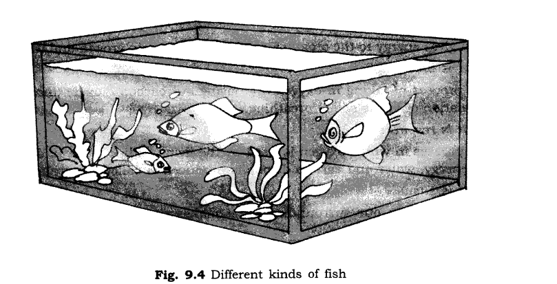 NCERT Solutions for Class 6 Science Chapter 9 The Living Organisms and Their Surroundings SAQ Q3