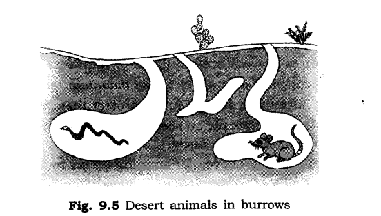 NCERT Solutions for Class 6 Science Chapter 9 The Living Organisms and Their Surroundings SAQ Q7
